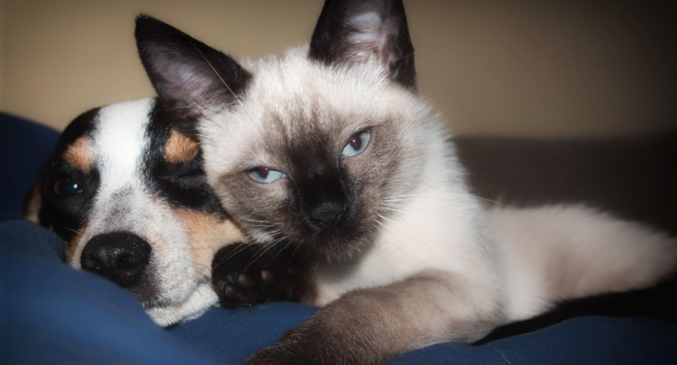 Other Pet Services