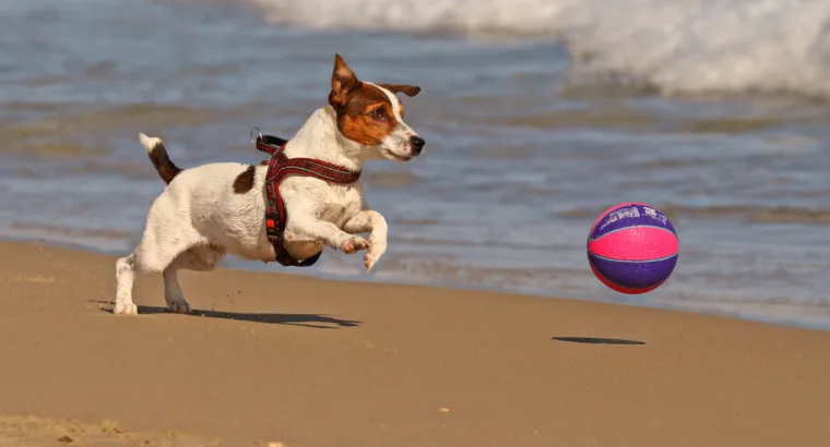 Doggy Days Out Wales