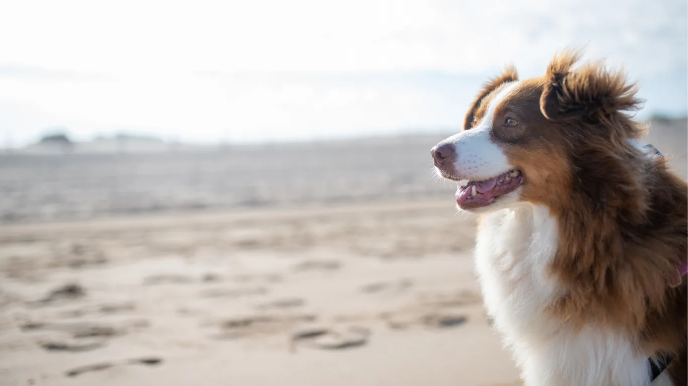 Muttmeisters Doggy Days Out on the Beach