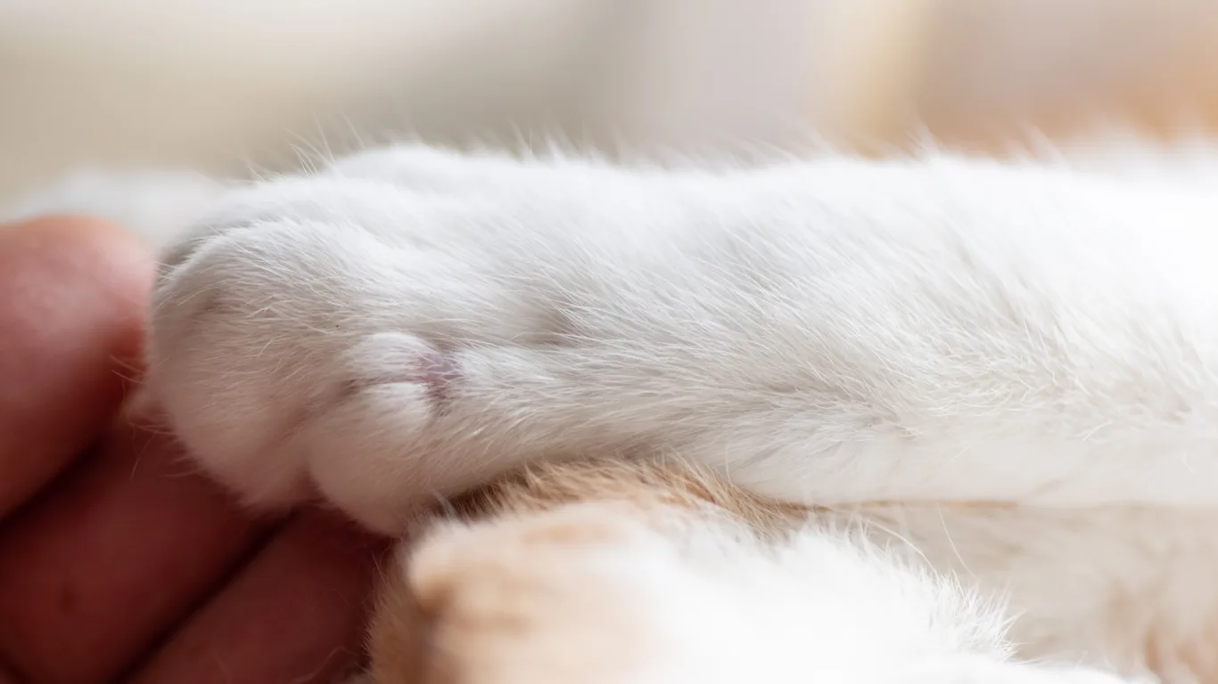 Muttmeisters Quality Pet Services Knighton, Powys