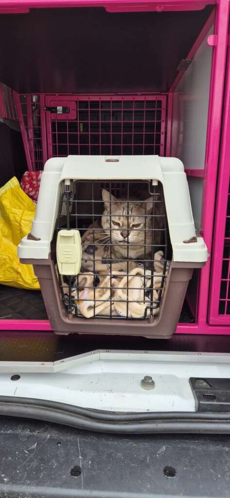 Snow Bengal cat transport Wales to the Lake District