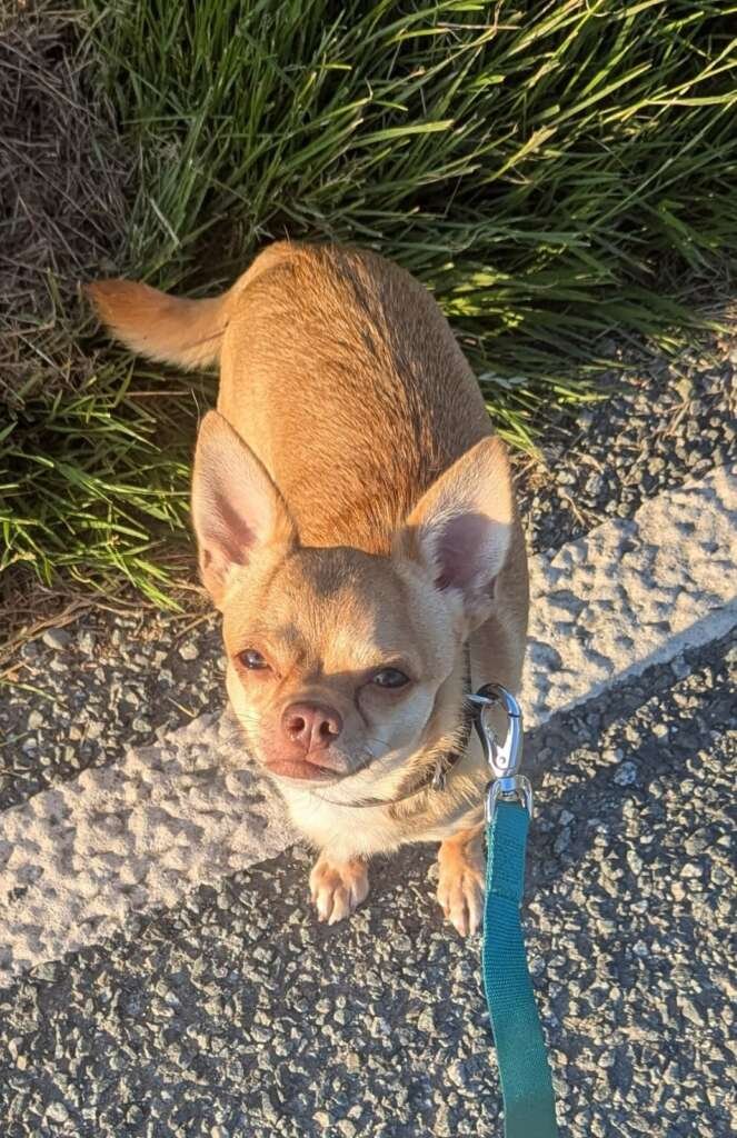 Yogi
