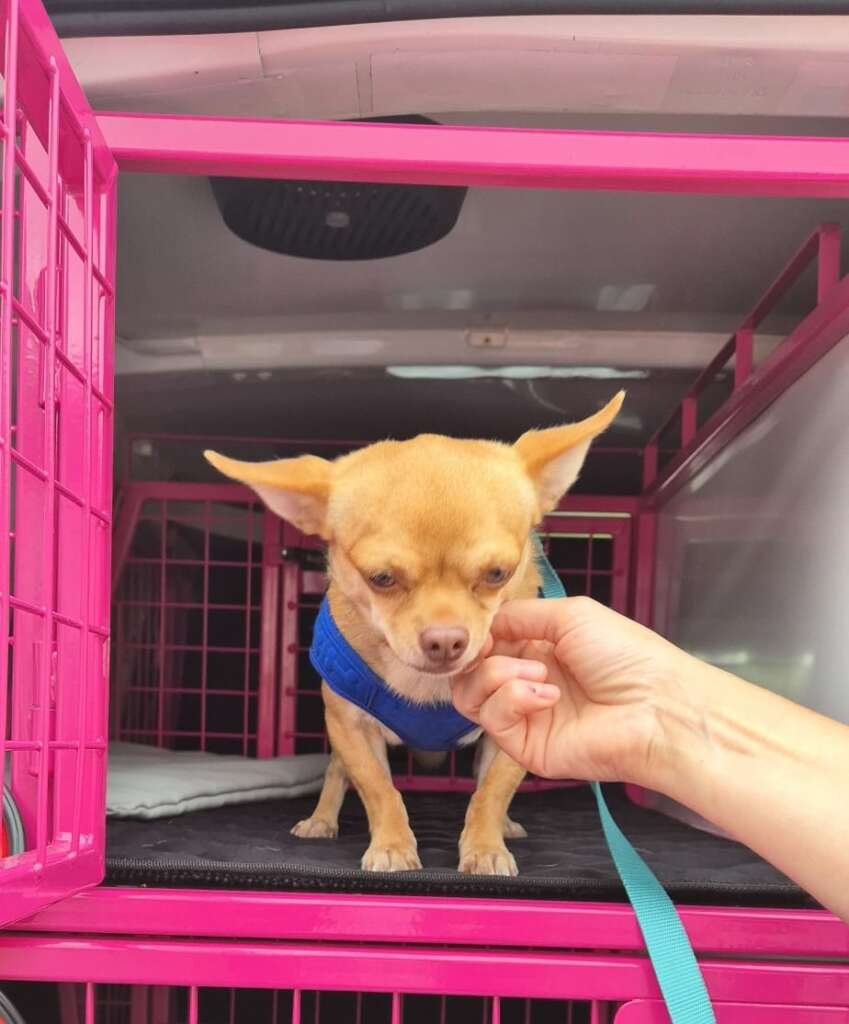Dog Transport Chihuahua