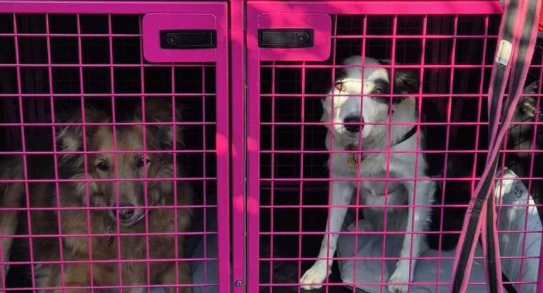 Get your pet transport discount