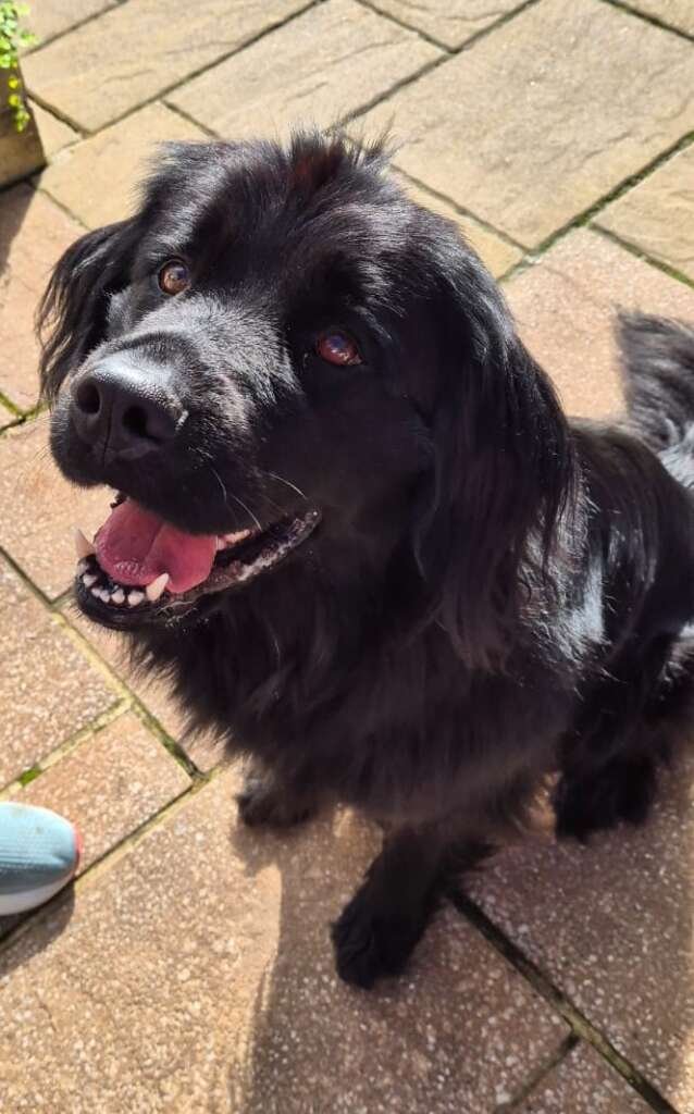 pet transport Shropshire to Scotland - Newfoundland/Pyrenean cross Poppy at new home