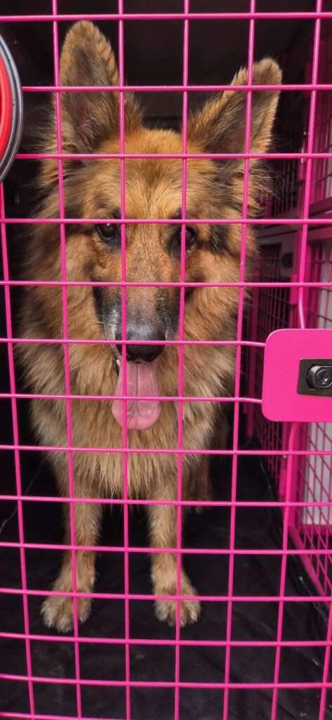 Taking Quinn to the dog park in Knighton