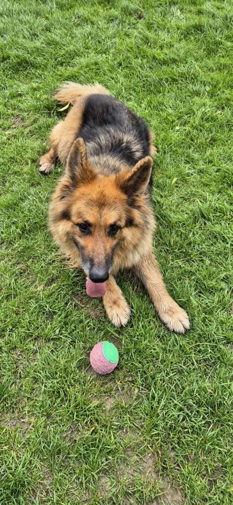 Pet sitting day out at the dog park in Knighton