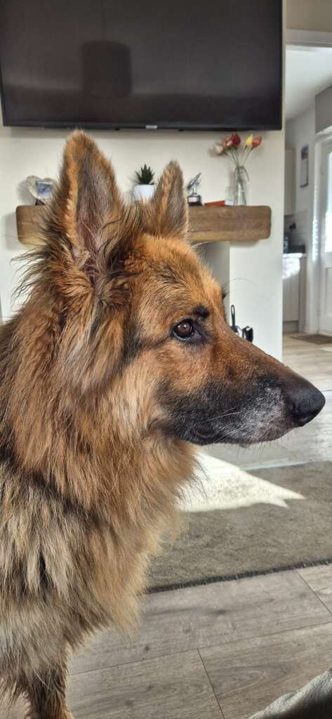 Pet sitting Bucknell