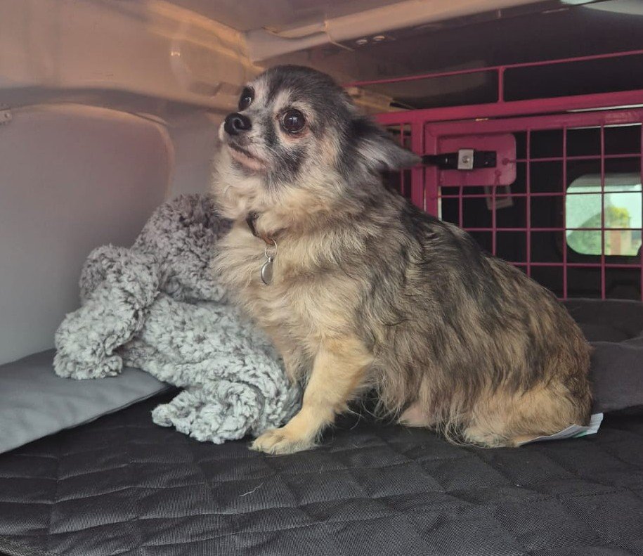 Pet Transport longhaired Chihuahua