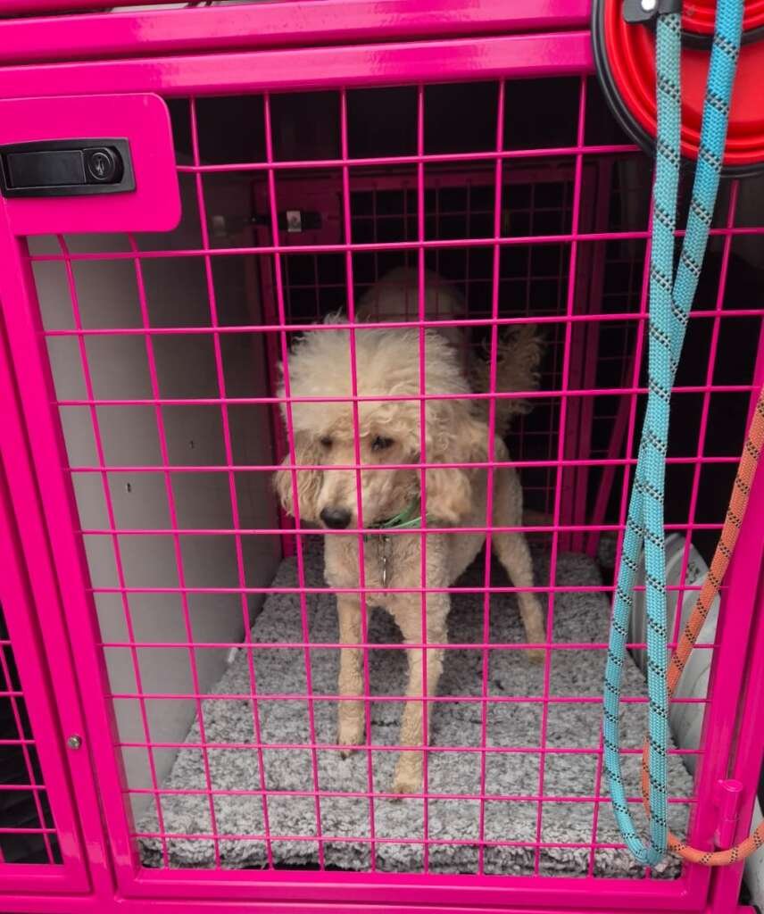 Pet Transport Miniature Poodle