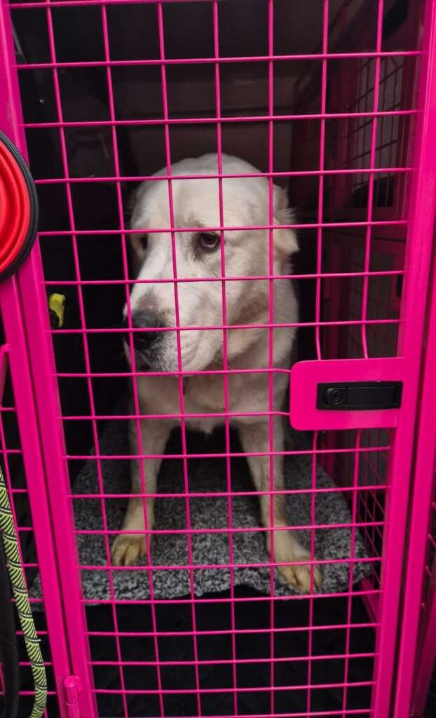 Pet Transport Central Asian Shepherd