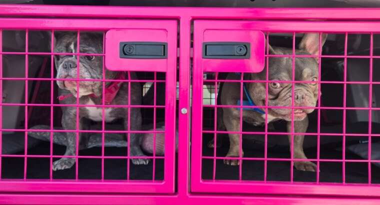 More Than a Journey: Why “Specialist” Pet Transport Matters