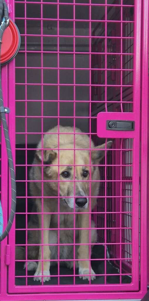 Bella a Canaan dog being transported to a UK destination