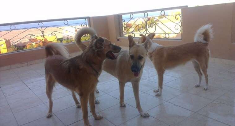 Protecting Our Senior Dogs: Why We’re Looking into Titre Testing