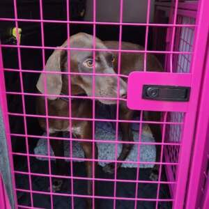 Jackie Kearly – Pointer Rescue Service