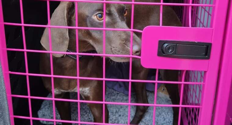 Jackie Kearly – Pointer Rescue Service