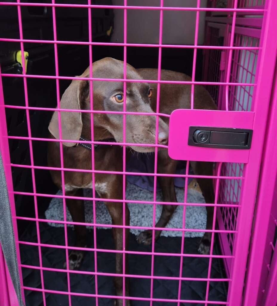 A very anxious Pointer called Amber, on her way to her new home in the North West.