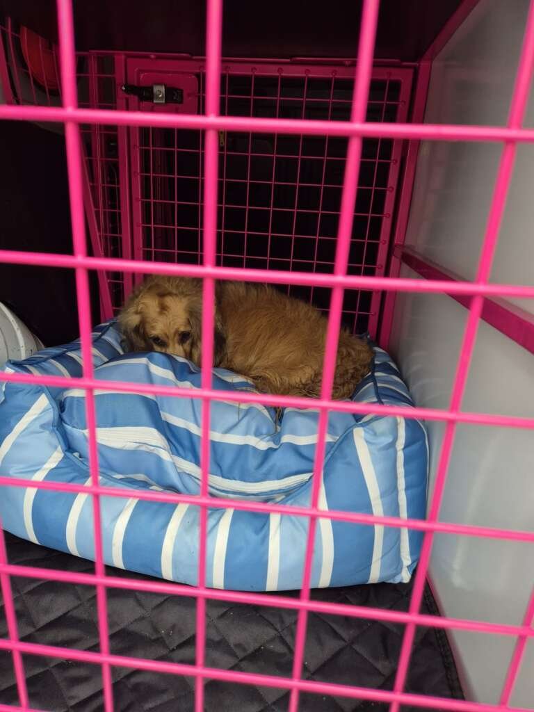 A very timid long haired dachshund ready for a trip to her new home in Herefordshire.
