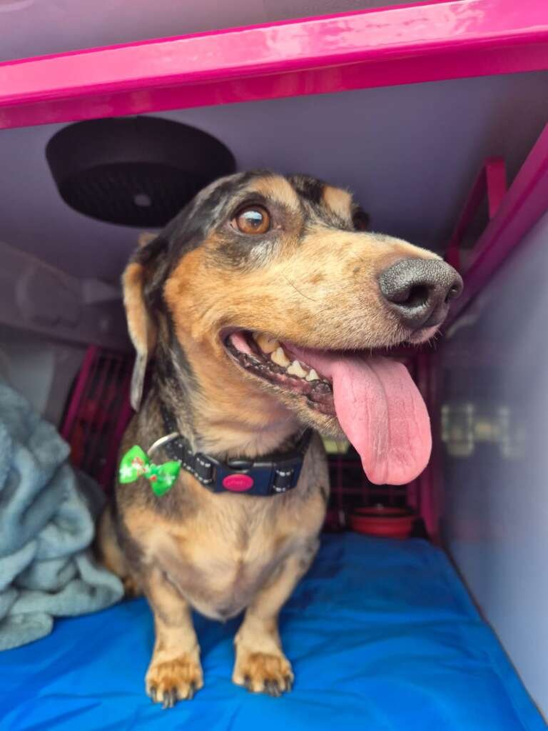 Lovely little Ralph rehomed by Hope 4 Little Legs ready for his trip down to his new owners in Kent.
