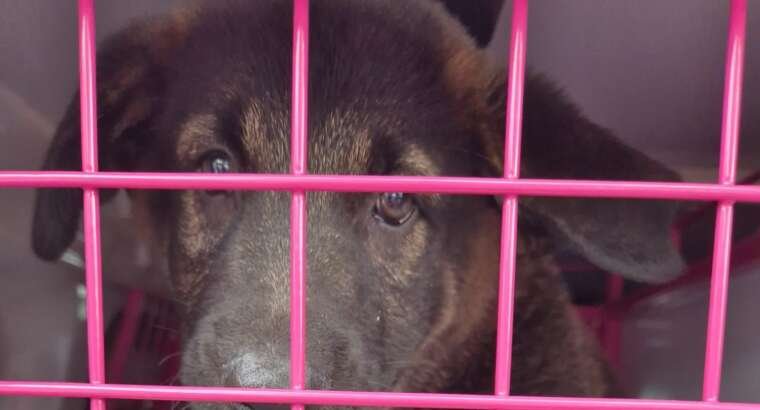 The Dangerous Race to the Bottom: Why Cheap Pet Transport Costs More Than You Think