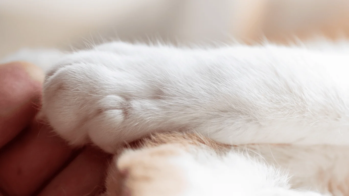 Muttmeisters Quality Pet Services Knighton, Powys
